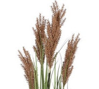 🌿 Pianta Decorativa Spolverino